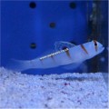 RANDALLS GOBY